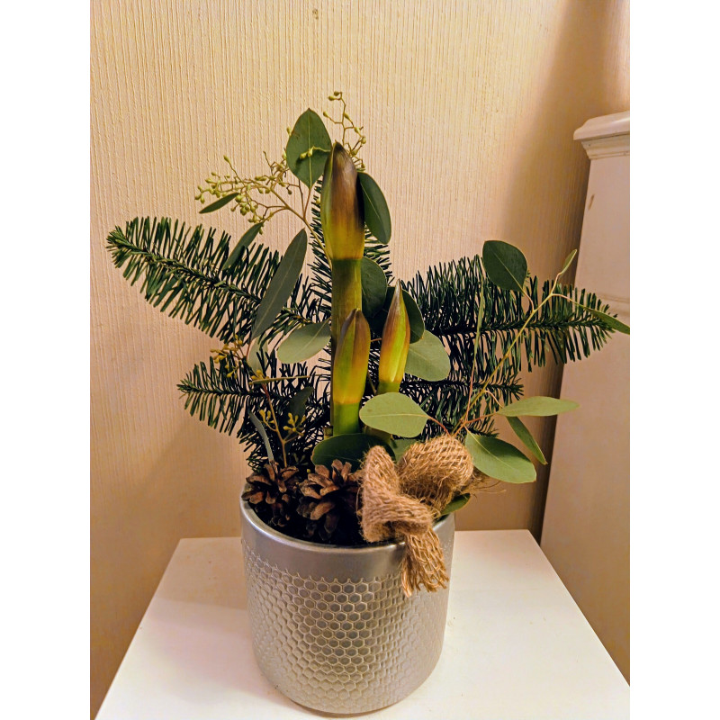 Valko-punainen amaryllis (Picasso) ruukussa