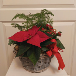 Iso kukkakori istutus