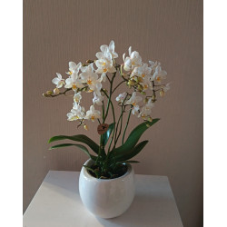 Hempeä kolibri orkidea ruukussa