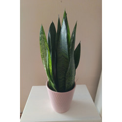 Anopinkieli kauniissa ruukussa