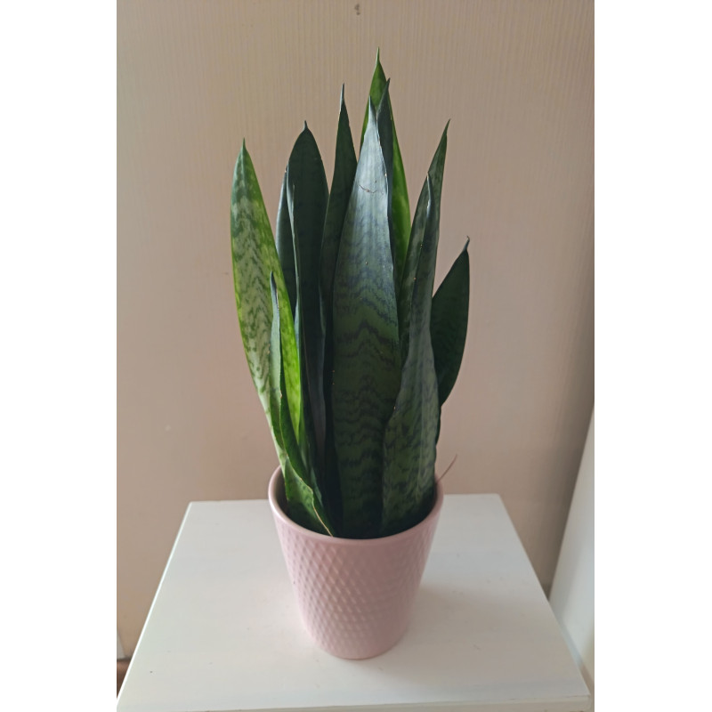 Anopinkieli kauniissa ruukussa