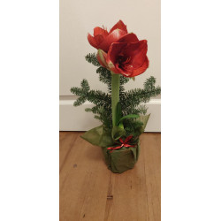 Punainen amaryllis kuitukankaassa