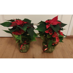 Joulutähti kuitukankaassa