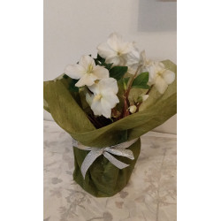 Jouluruusu kuitukankaassa