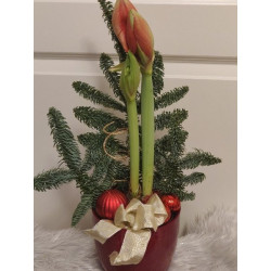 Punainen amaryllis ruukussa