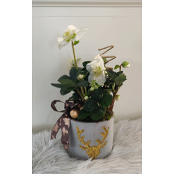 Jouluruusu keskikoko ruukussa